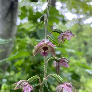 Meet your Posher, Carrie